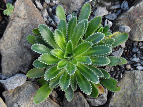 Saxifraga x 'andrewsii'